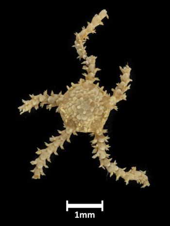 Media type: image;   Invertebrate Zoology OPH-4983 Description: Top down view of single ophiuroid specimen with a scale bar.;  Aspect: dorsal